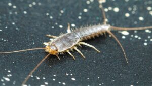 Silberfische im Bad
