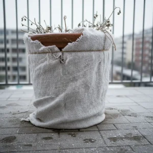 winterharte kübelpflanzen